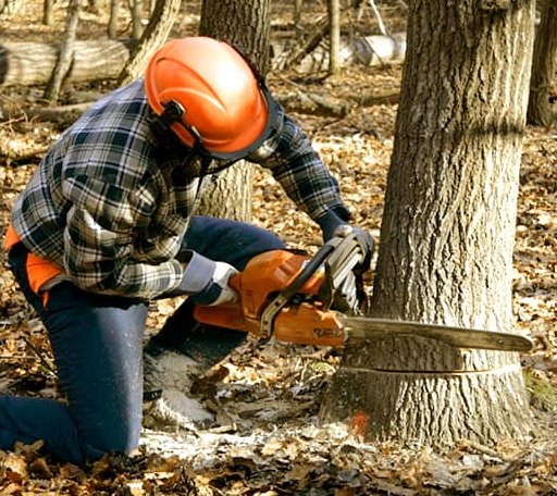 Tree Removal in Victoria, VA